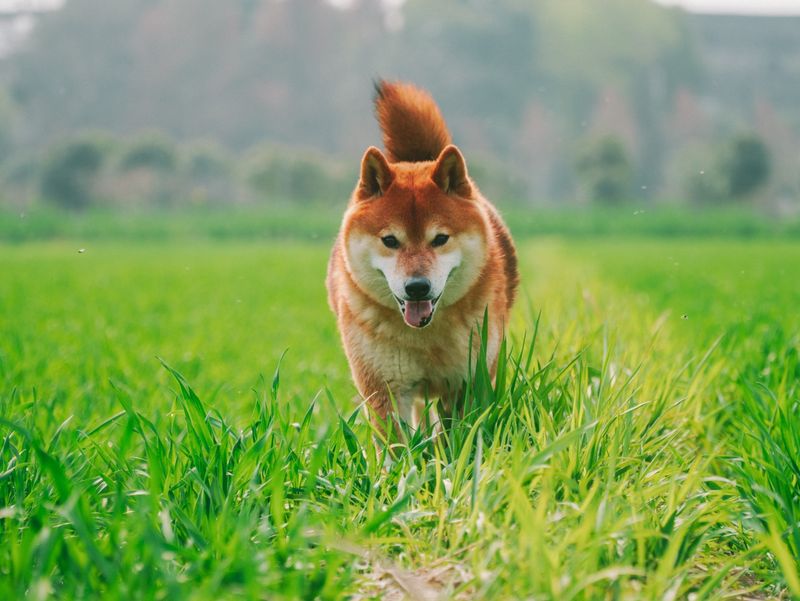柴犬のモカ